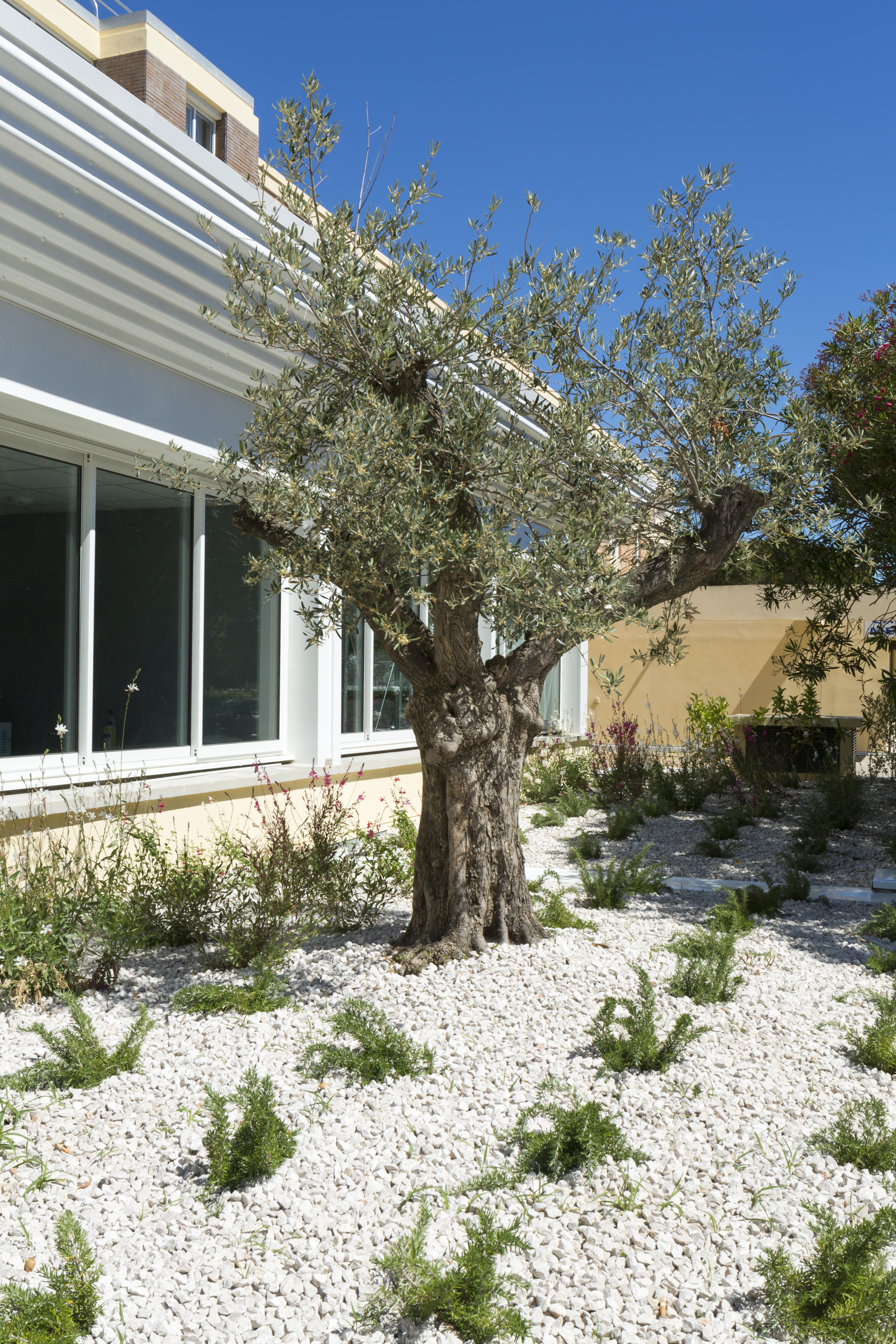 Logis Hotel Les Pins - Operalia Balaruc-les-Bains Buitenkant foto